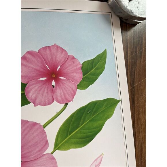 Vintage 1991 Rosy Periwinkle Pharmacy History Pharmacist Poster Afrin Promo - Picture 5 of 12